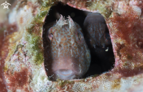 A Blenny