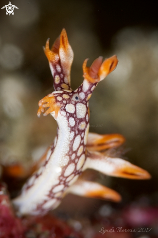 A Bornella anguilla