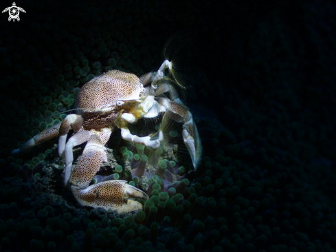 A Porcelain Crab