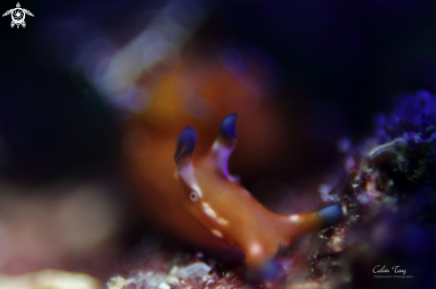 A Aplysia parvula | Nudibranch