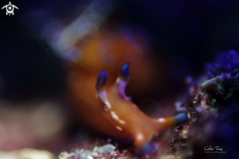 A Nudibranch