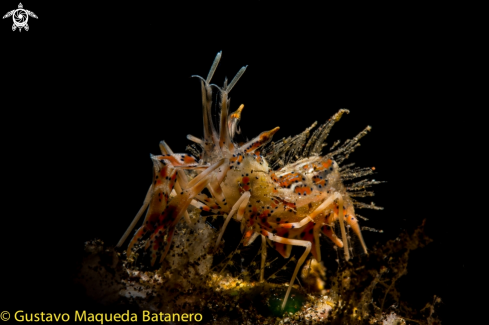 A Phyllognathia ceratophthalma | Tiger shrimp