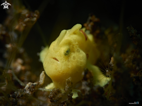 A frogfish