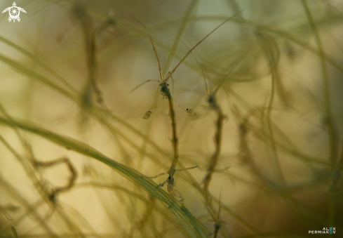 A Skeleton shrimp