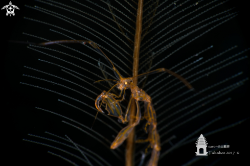 A Skeleton Shrimp