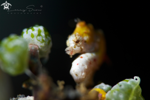 A Pontohi Pigmy Seahorse