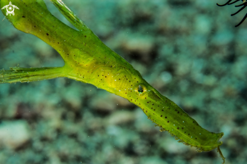 A Robust ghost pipefish