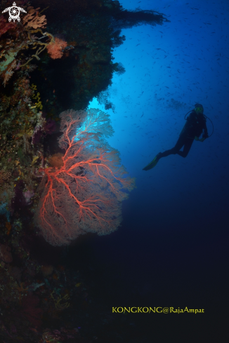 A Gorgonian