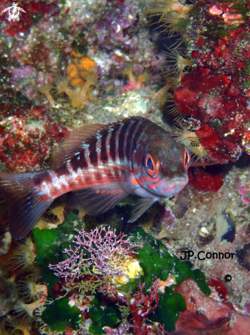 A Serranus cabrilla | SERRAN-CHÈVRE