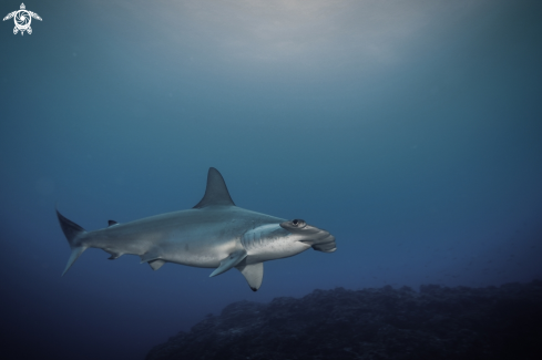 A Scalloped Hammerhead Shark