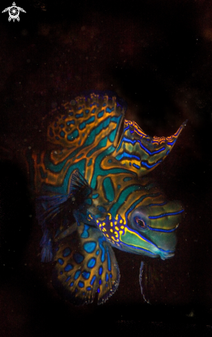 A Mandarin Fish