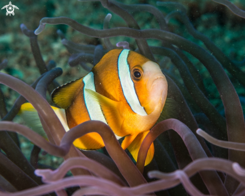 A Clownfish