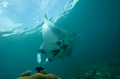 A manta ray