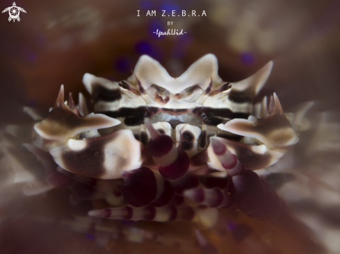 A Zebra Crab