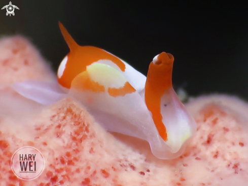A Siphopteron sp. | Nudibranch