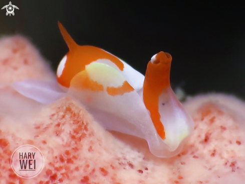 A Nudibranch