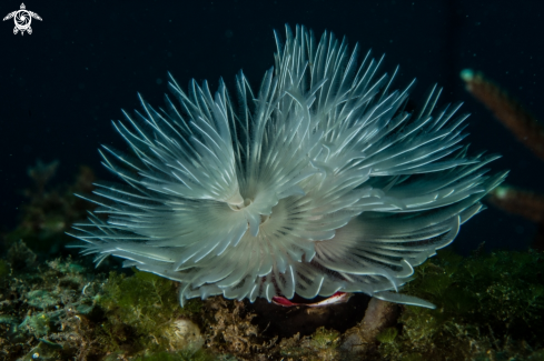 A Feather duster worm