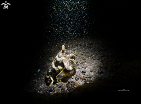 A Tiger Mantis Shrimp