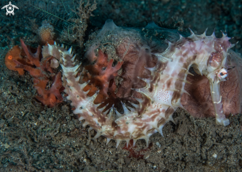 A Painted frogfish and Thorny seahorse