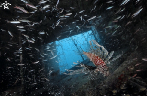 A Lionfish