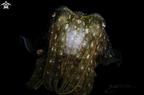 A Cuttlefish 