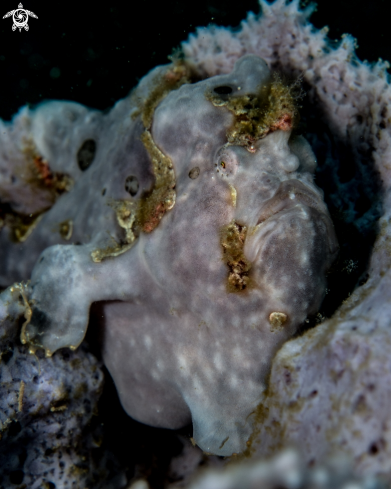 A Painted frogfish