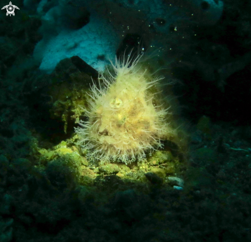 A Hairy Frog Fish