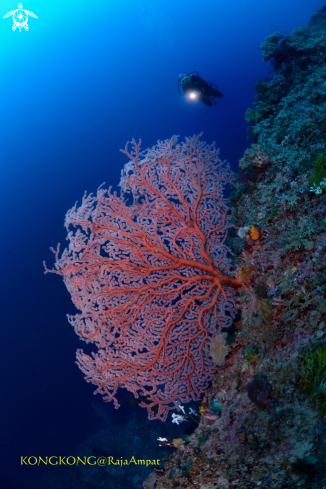 A Gorgonian