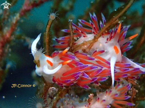 A Cratena peregrina | Hervia