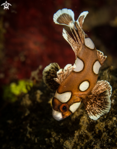 A Juvenile Harlequin Sweet Lips