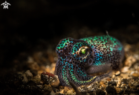 A Bobtail Squid