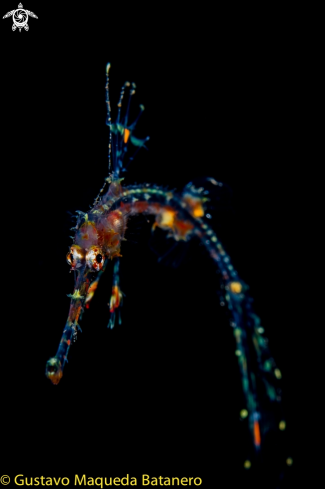 A Ornate ghost Pipefish