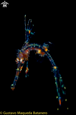 A Solenostomus paradoxus | Ornate ghost Pipefish