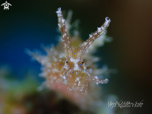 A Sea Hare