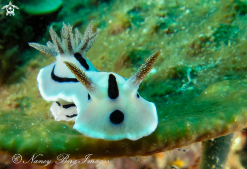 A Chromodoris | Nudibranch