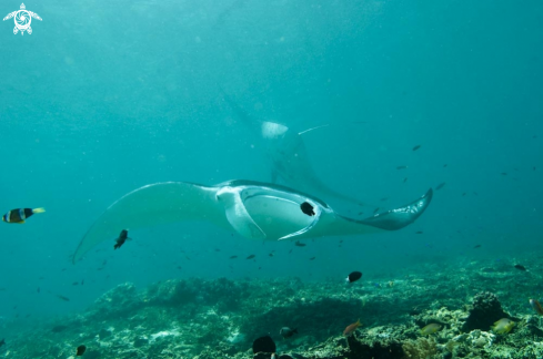 A manta ray