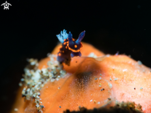 A Nembrotha Yonowae