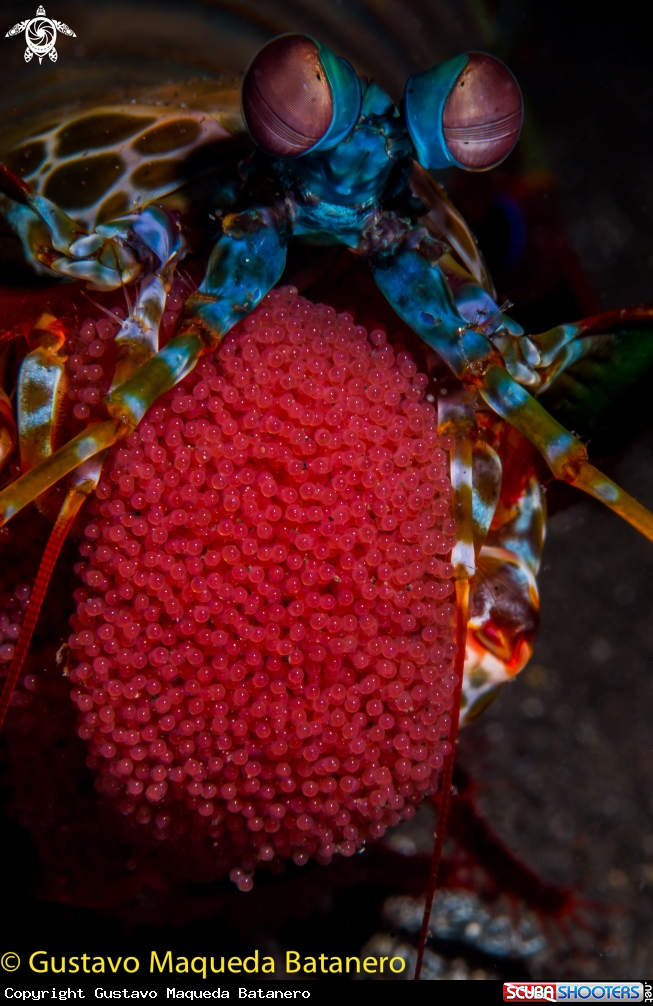A Mantis shrimp with eggs