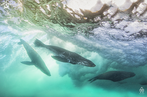 A Cape Fur Seals