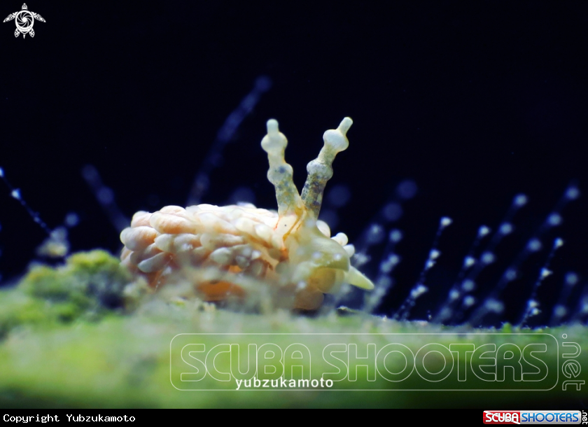A Facelina Nudibranch