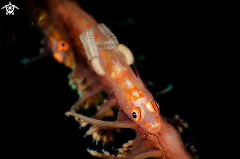 A Pleurosicya  | Goby