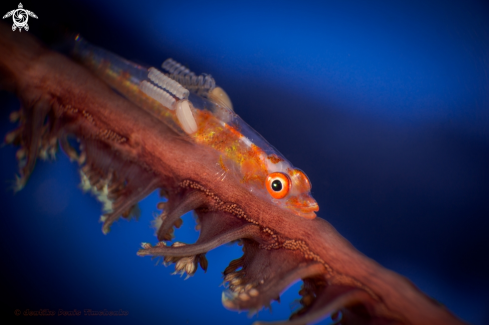 A  Pleurosicya  | Goby