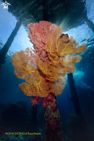 A Seafan under the jetty