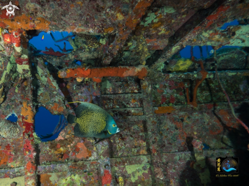 A French angelfish in wreck