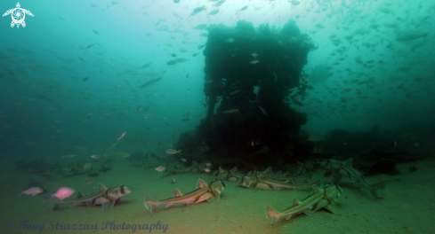 A Port Jackson sharks