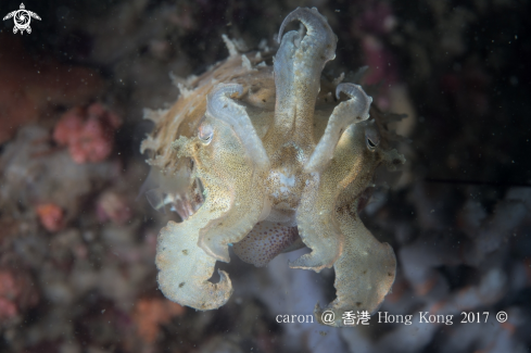 A cuttlefish