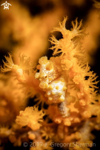 A Hippocampus bargibanti | Yellow Pygmy Seahorse