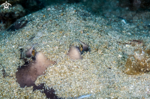 A Urolophus aurantiacus Müller & Henle, 1841 | Sepia stingray 