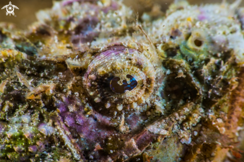 A Yellowfin scorpionfish