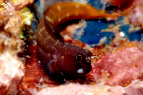 A Blenny